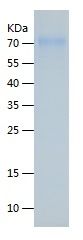 Recombinant Human CD55 Biotinylated