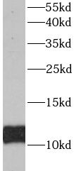 ACYP1 antibody