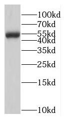 MPND antibody