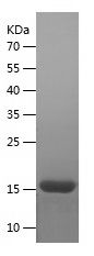 Recombinant Human FGF1