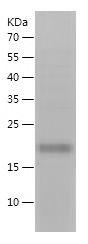 Recombinant Mouse Flt3lg