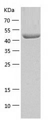 Recombinant Human ANXA7