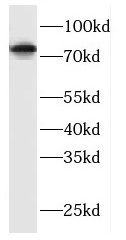 DNAJC10 antibody