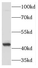 PGK2 antibody