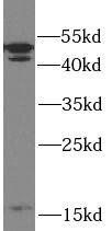 CASP2 antibody