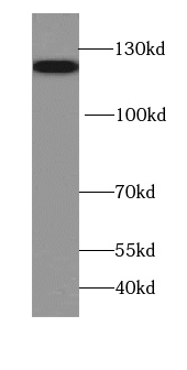 RGSL1 antibody