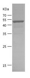 Recombinant Mouse TIGIT