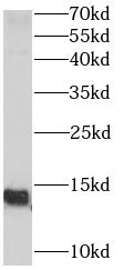POLR3K antibody