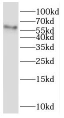 SLC16A2 antibody