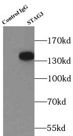 STAG3 antibody