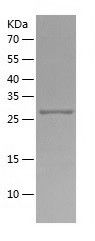 Recombinant Human CPLANE2