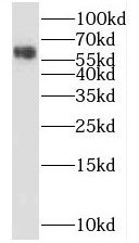 SPO11 antibody