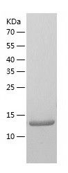 Recombinant Human SNTN