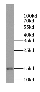 NDUFS5 antibody