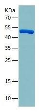 Recombinant Human USP8