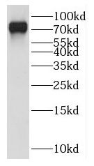 HOOK3 antibody