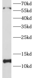 EIF1 antibody