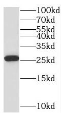 PTTG1IP antibody