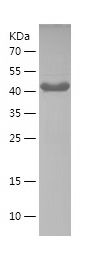 Recombinant Human ATG13