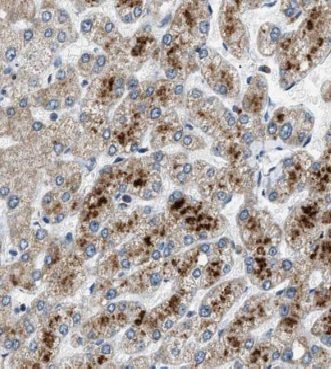 CYP2C8 antibody