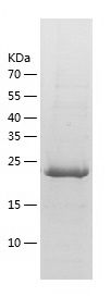 Recombinant Human STC1