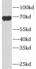 PIGS antibody