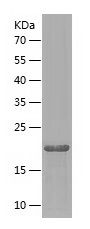 Recombinant Mouse GH