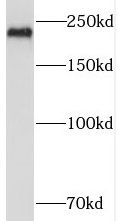 PI4KA antibody