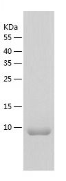 Recombinant Human DAP