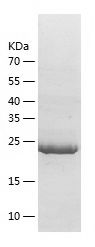 Recombinant Human htrA4