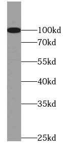 MME antibody