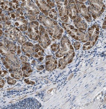 SCT antibody
