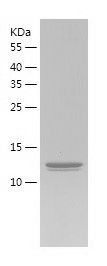 Recombinant Human IL-36B