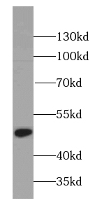 PA2G4 antibody