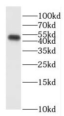 ENPP6 antibody