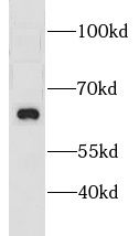 CNKSR3 antibody