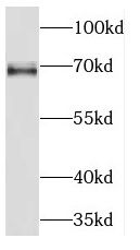 KLC2 antibody