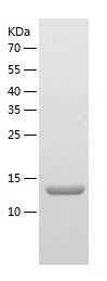 Recombinant Human TRAPPC2L