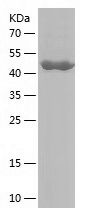 Recombinant Human MGAT1