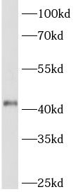 ACTR2 antibody