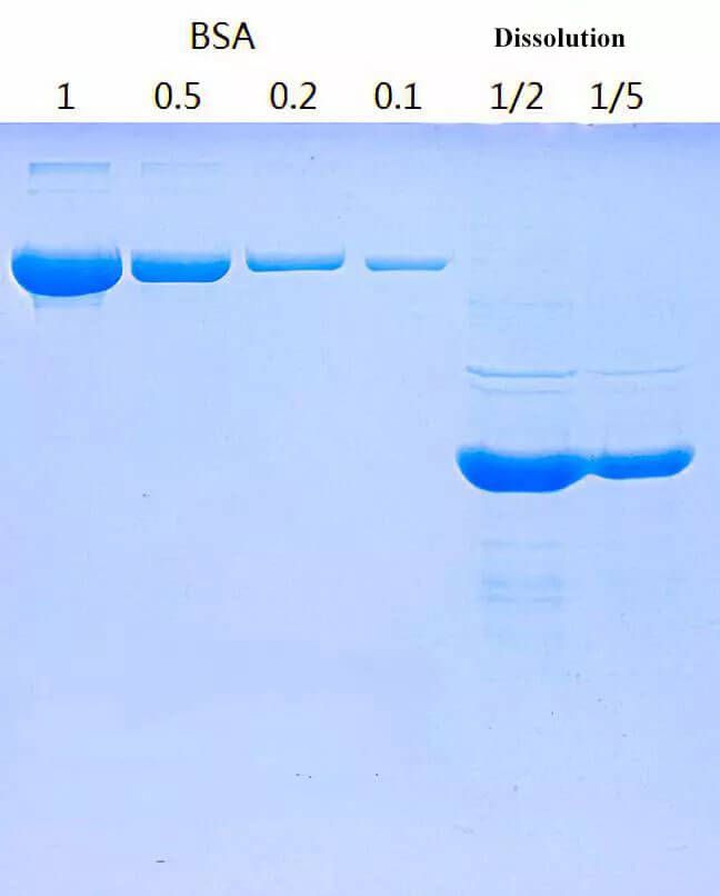 Inclusion Bodies Protein Expression and Protein Refolding Protocol