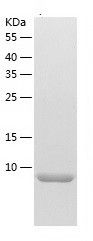 Recombinant Human TNFRSF12A