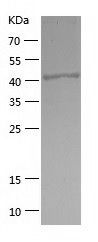 Recombinant Human SYT11