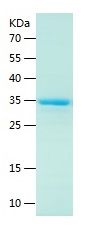 Recombinant Human CRIPT