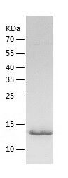 Recombinant Human NENF