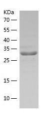 Recombinant Rat Polb