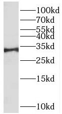 RYBP antibody