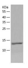 Recombinant Human ELOB