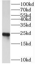SEC22B antibody