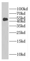 FAM98B antibody
